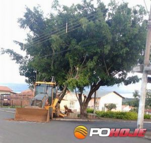 Máquina da prefeitura iniciando a derrubada da árvore na Praça Walter Gomes de Medeiros