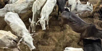 Polícia Civil recupera gado furtado de fazenda em Lagamar que estava à venda em leilão em Patos de Minas