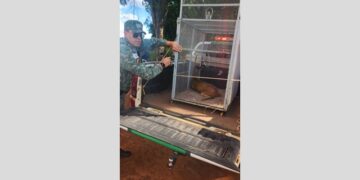 Veado-catingueiro ferido é resgatado pela PM de Meio Ambiente em fazenda no município de Presidente Olegário