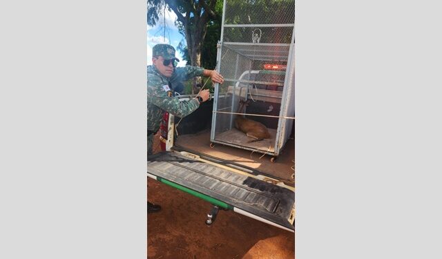 Veado-catingueiro ferido é resgatado pela PM de Meio Ambiente em fazenda no município de Presidente Olegário