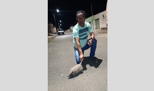 Morador flagra tatu passeando no bairro Saltador