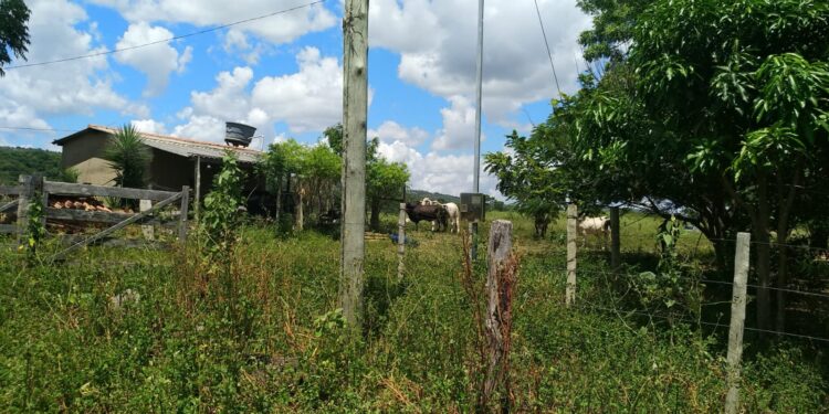 Gado avaliado em aproximadamente R$ 70 mil é furtado de fazenda no município de Presidente Olegário