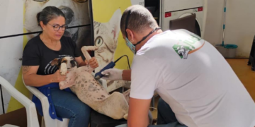 Castração gratuita de cães de gatos: Presidente Olegário abre 150 vagas; veja como agendar