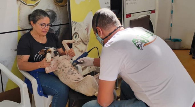 Castração gratuita de cães de gatos: Presidente Olegário abre 150 vagas; veja como agendar
