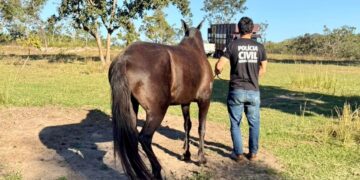 Polícia Civil recupera em Presidente Olegário égua Mangalarga Marchador de alto valor comercial