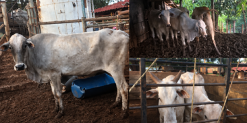 PM recupera em Presidente Olegário gado furtado em fazenda de Patos de Minas avaliado em R$ 31,5 mil