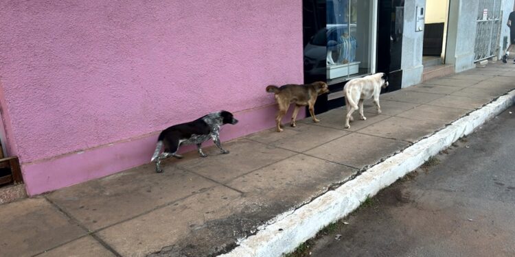 Ministério Público solicita e Câmara Municipal marca audiência pública sobre cães soltos nas ruas